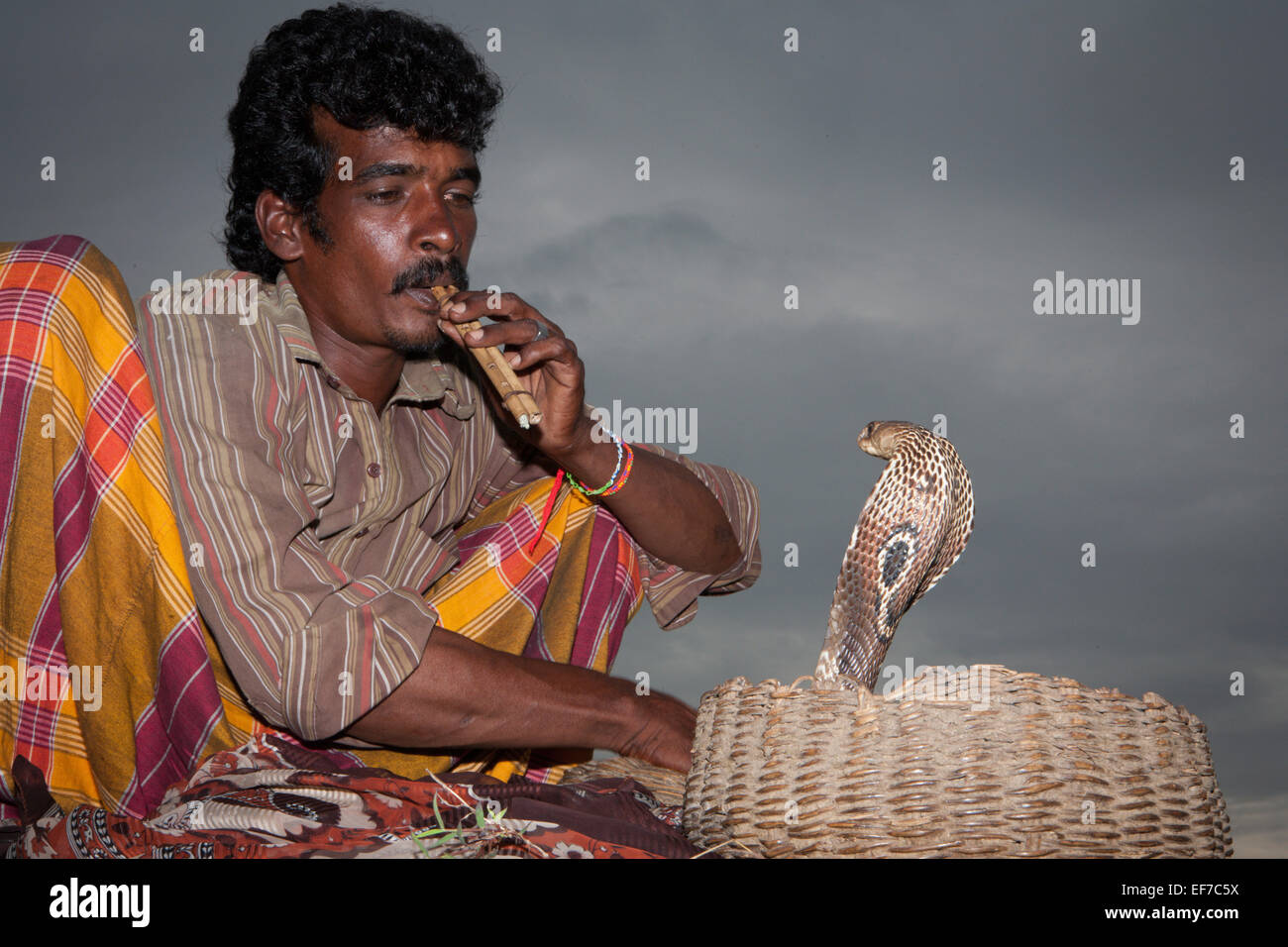 Il serpente incantatore IN FORTE GALLE Foto Stock