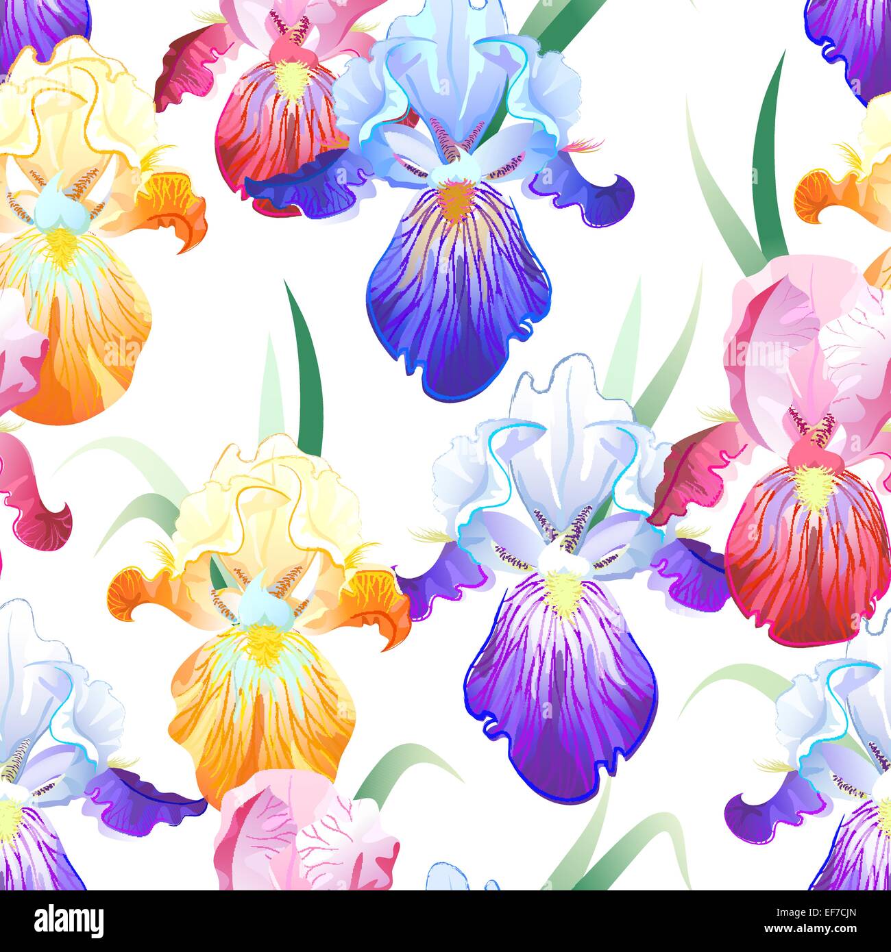 Vettore modello senza cuciture con luminosi multicolori fiori di iris e colibrì Illustrazione Vettoriale