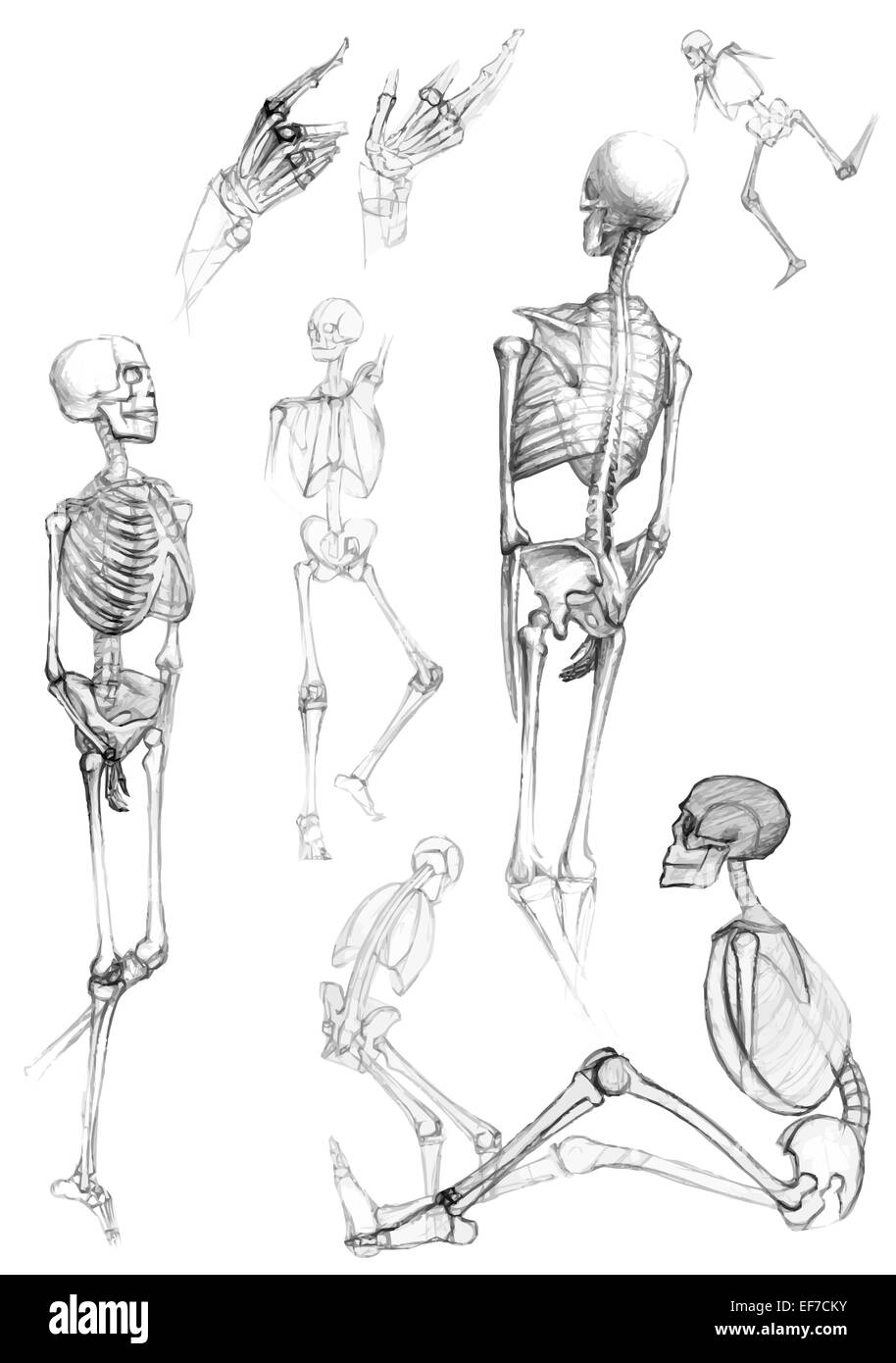 Set di isolato di parti del corpo umano e scheletri in diverse pose,come  mostrato da una matita Immagine e Vettoriale - Alamy