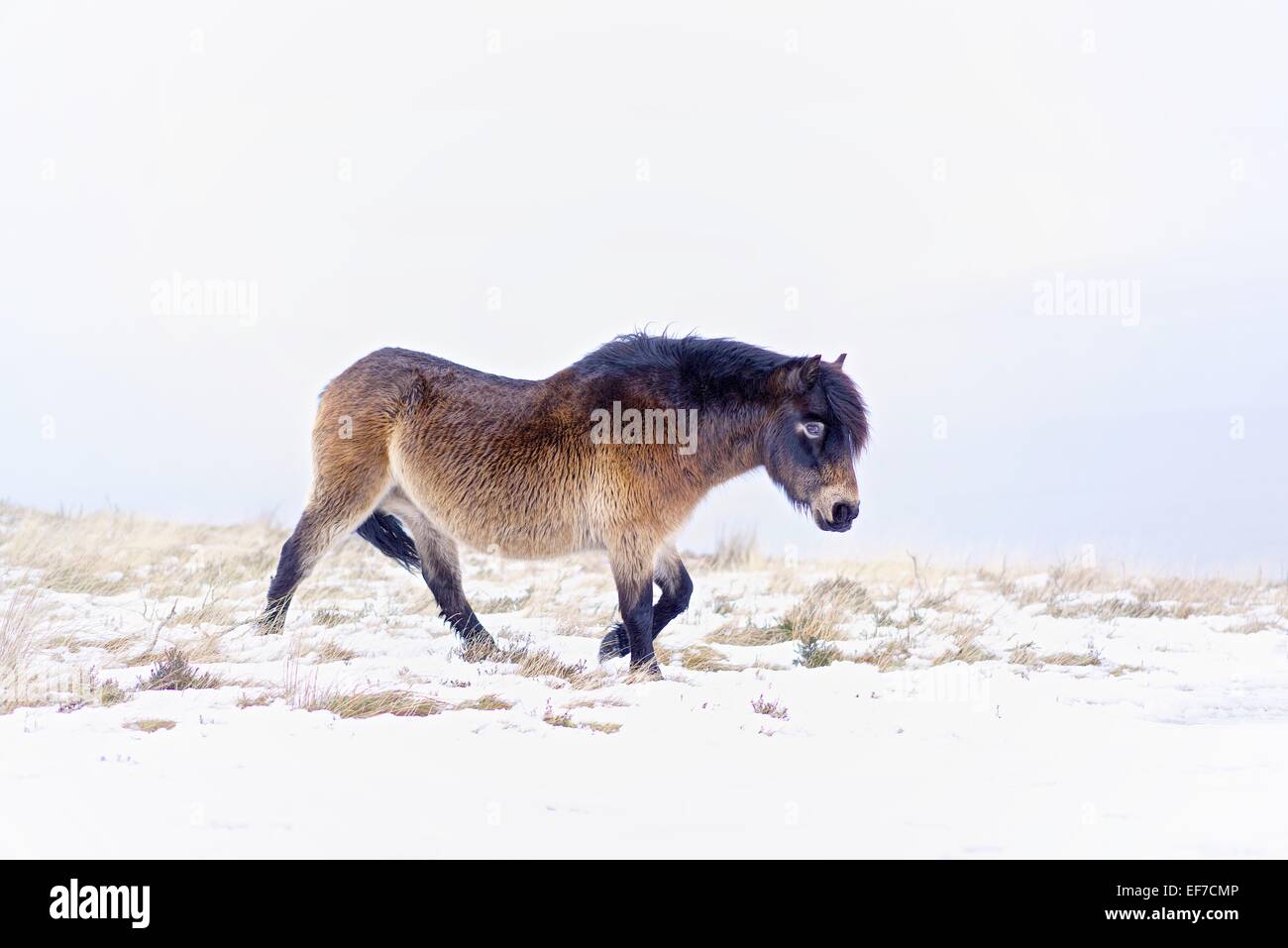 Un forte colorato Exmoor Pony foraggio giallo erba attraverso la neve deriva contro uno sfondo di brillante luce d'inverno. Foto Stock