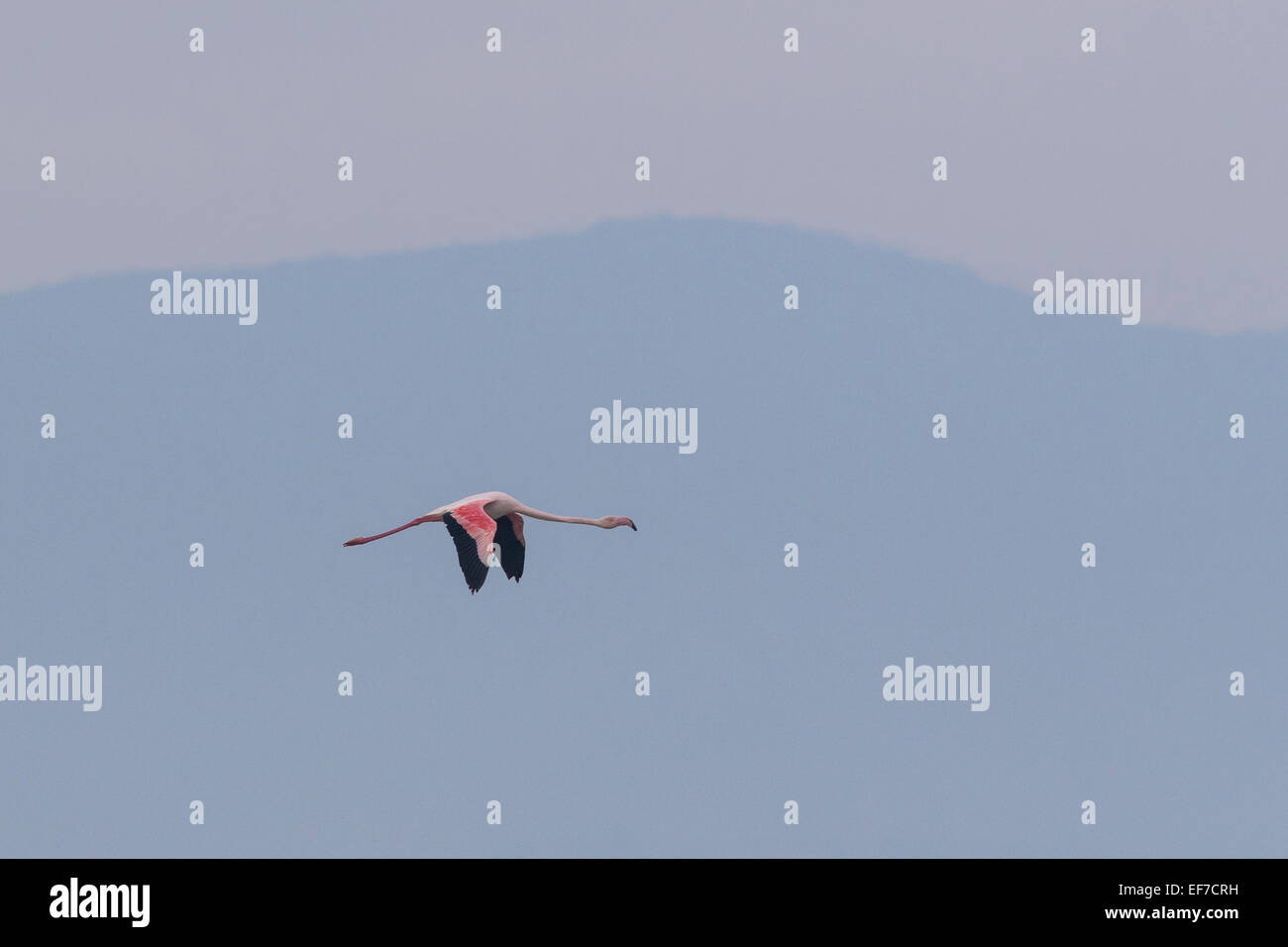 Fenicottero maggiore (Phoenicopterus roseus) vola attraverso il lago di Kerkini nella Grecia settentrionale, Belles montagne sullo sfondo Foto Stock