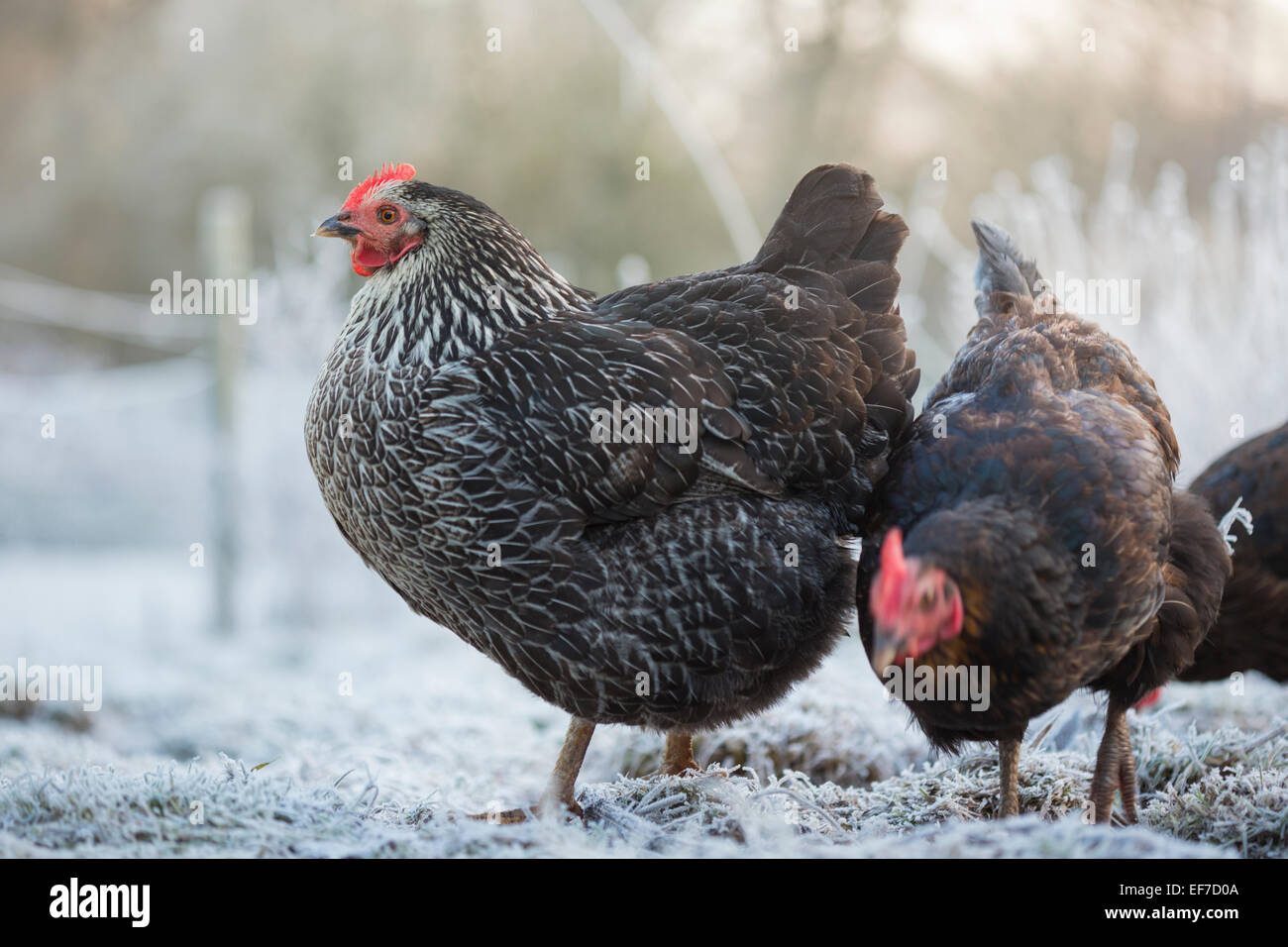 Free range galline polli. Foto Stock