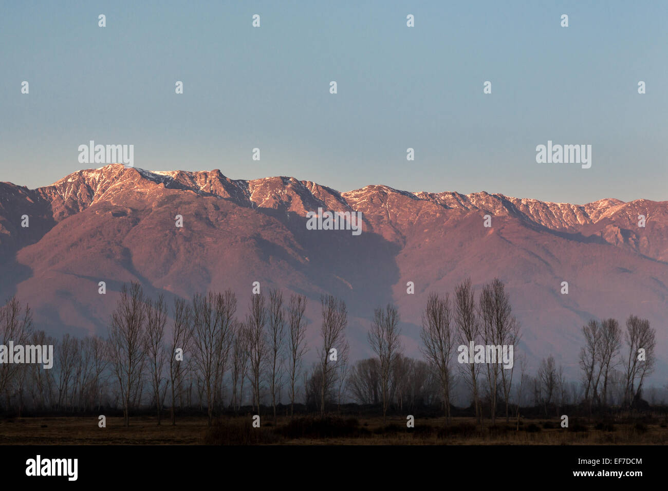 Alberi di pioppo in inverno stagliano contro un illuminato Belles montagne nel nord della Grecia al tramonto Foto Stock