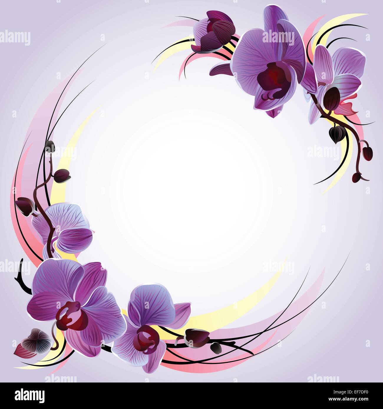 Vector biglietto di auguri con viola delicato orchidee Immagine e  Vettoriale - Alamy