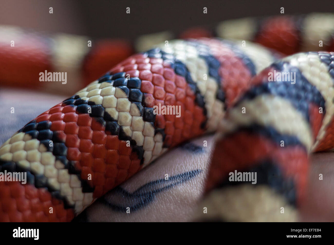 Pet nero giallo e arancione serpente del latte Foto Stock