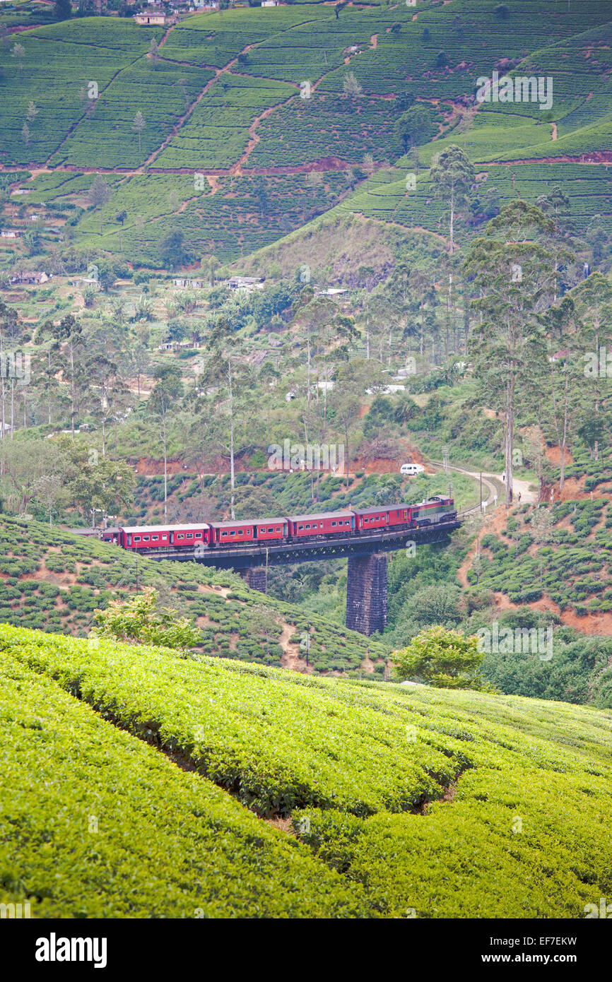 HILL COUNTRY treno che viaggia attraverso le piantagioni di tè di Nuwara Eliya Foto Stock
