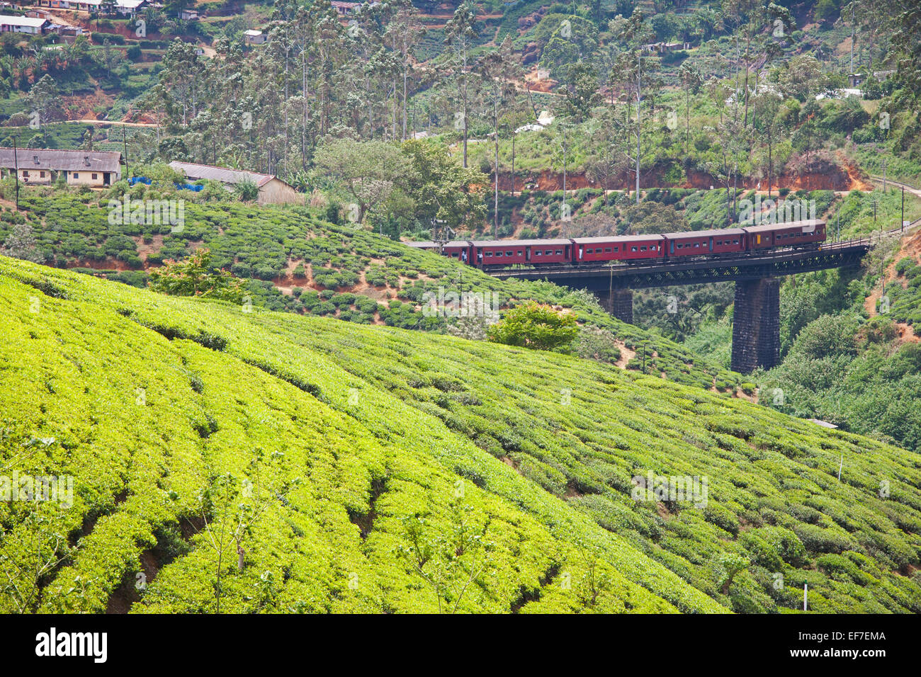 HILL COUNTRY treno che viaggia attraverso le piantagioni di tè di Nuwara Eliya Foto Stock