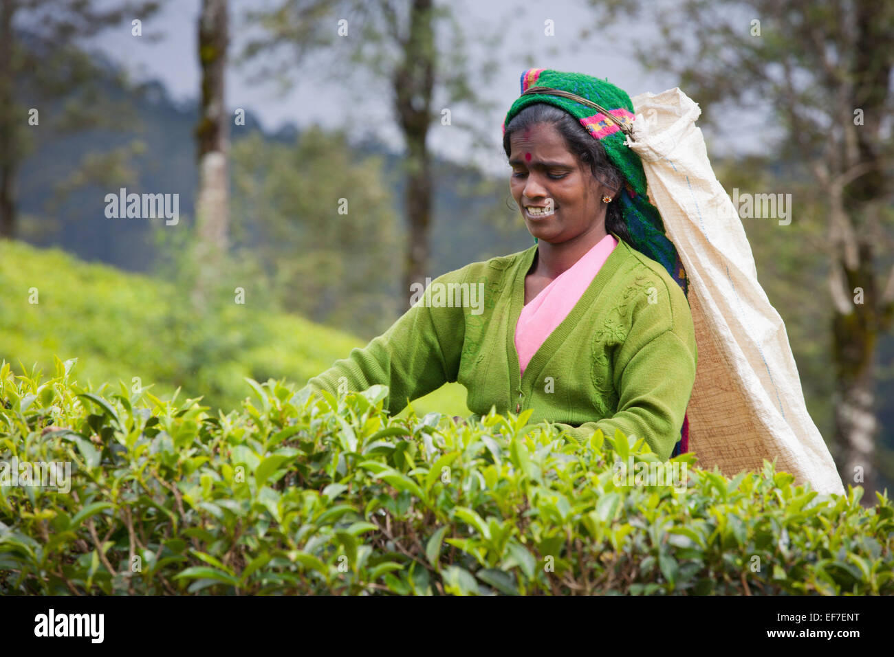 Raccoglitrice di tè al lavoro in piantagione Foto Stock
