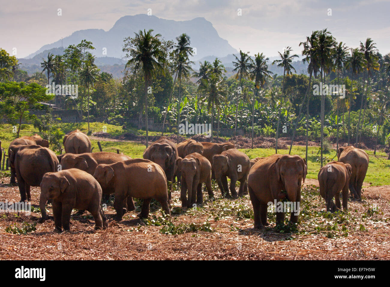 Gli elefanti nell'orfanotrofio Foto Stock