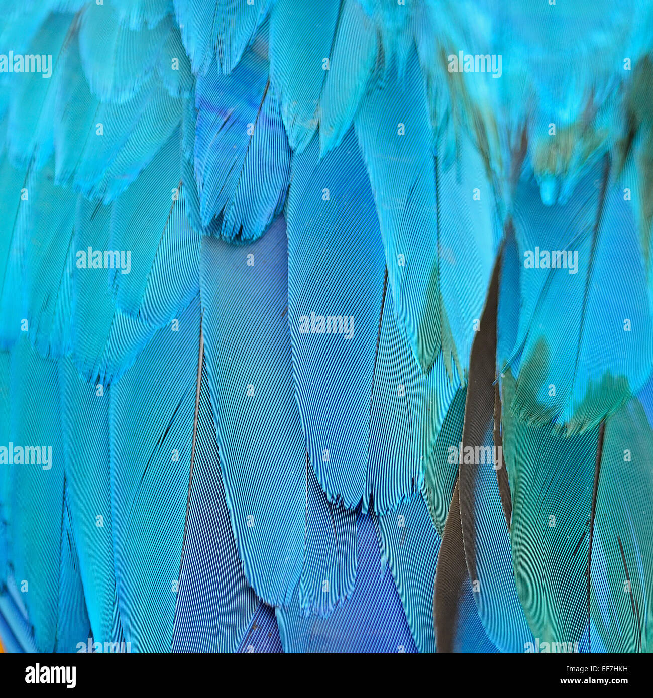 Blu e Oro Macaw piume e colorati di texture di sfondo Foto Stock
