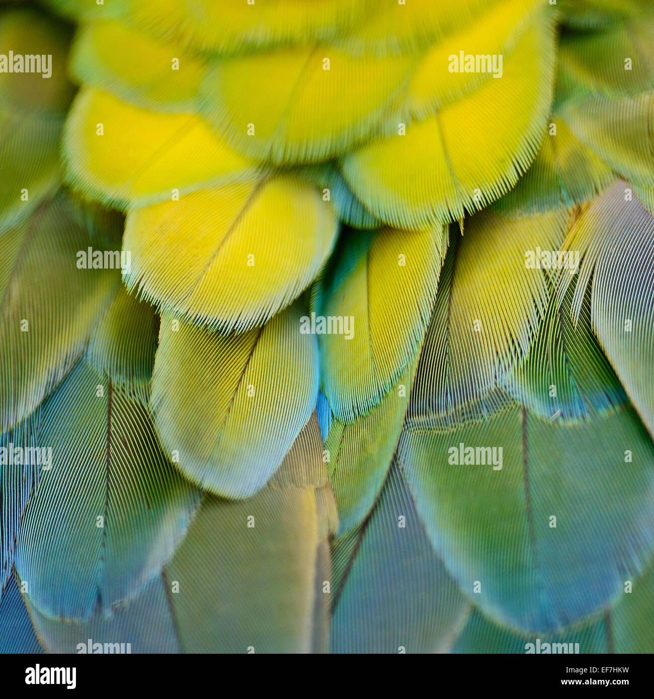 Arlecchino Macaw piume e colorati di texture di sfondo Foto Stock