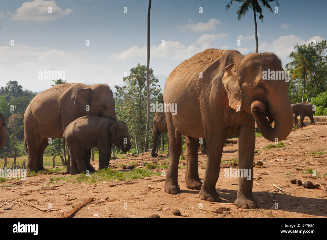 Gli elefanti nell'orfanotrofio Foto Stock