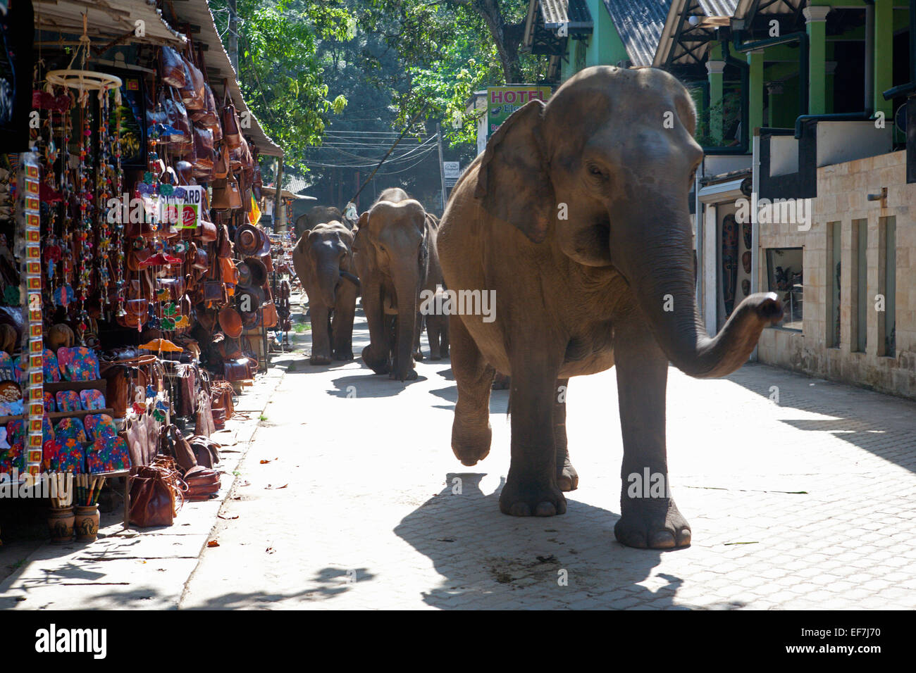 Gli elefanti camminare per strada verso il fiume per bagno quotidiano Foto Stock