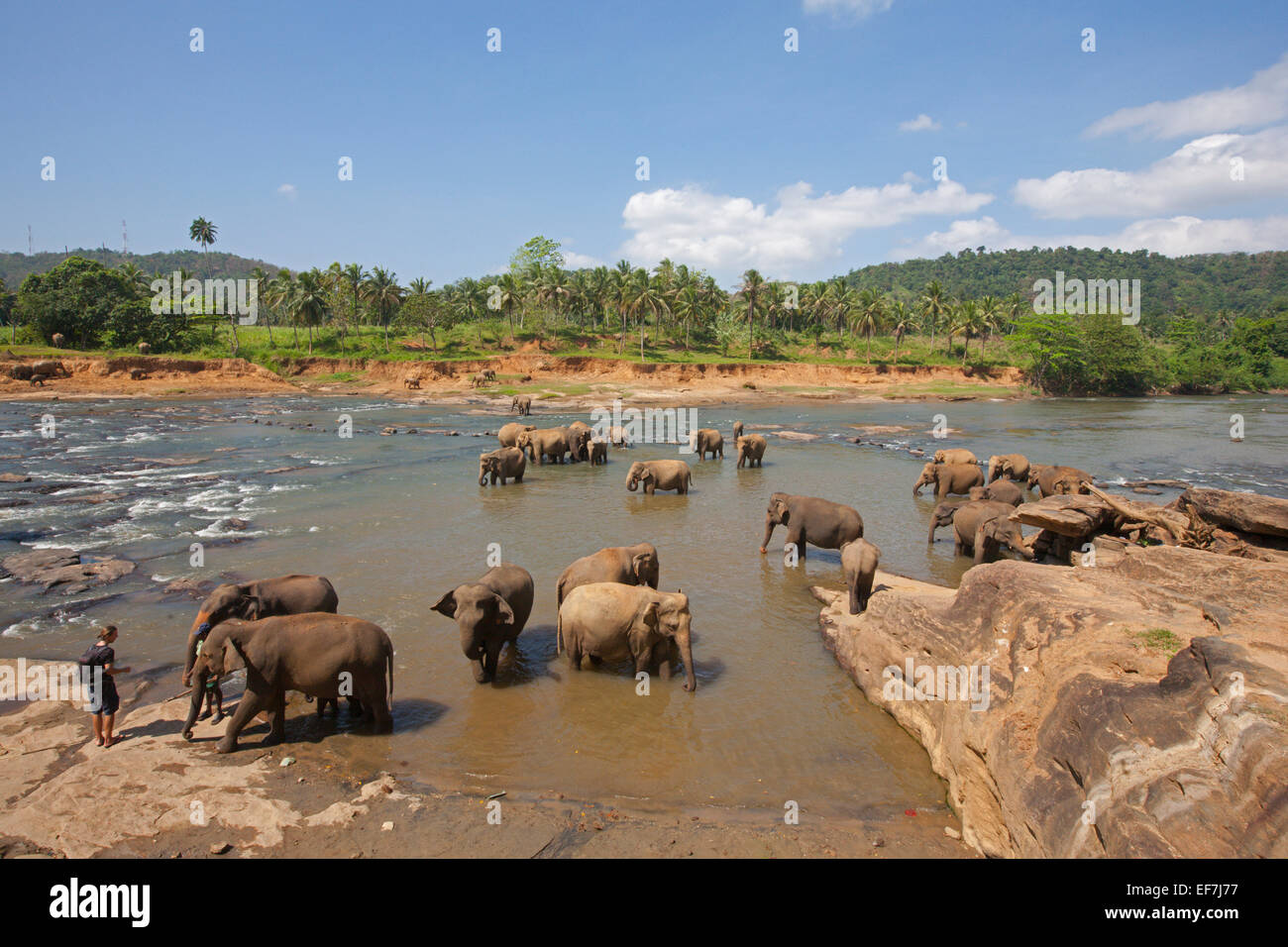 Gli elefanti bagno quotidiano nel fiume Foto Stock