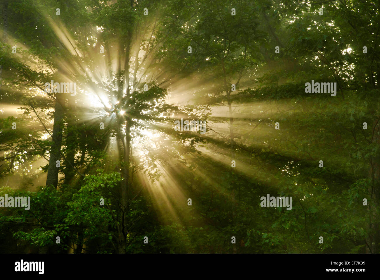 Sunrise raggi di sole che splende attraverso gli alberi forestali in binghamton, broome county southern tier regione upstate new york, Stati Uniti d'America. Foto Stock
