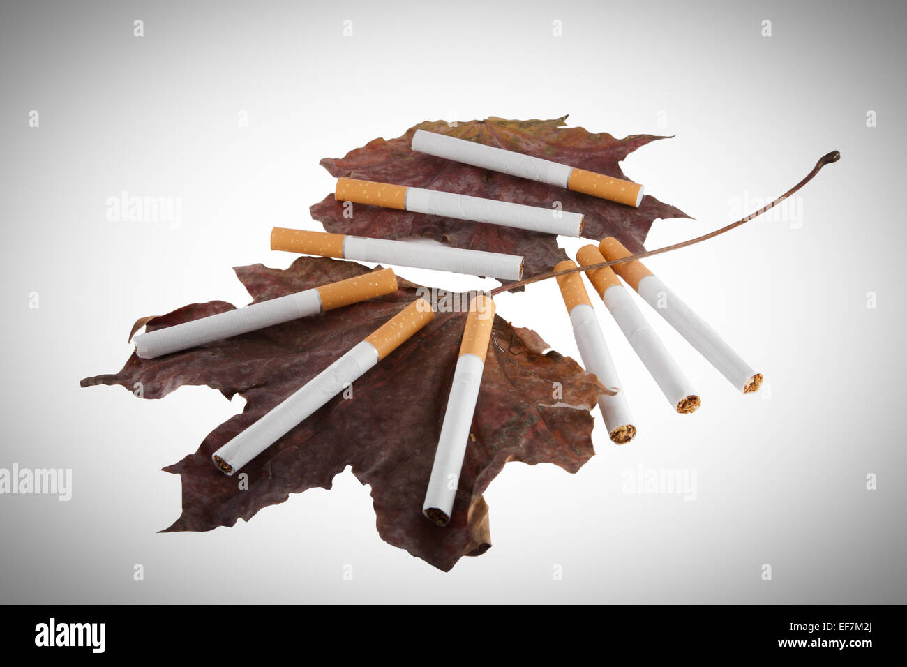 Ancora in vita delle sigarette con filtro e foglie secche Foto Stock