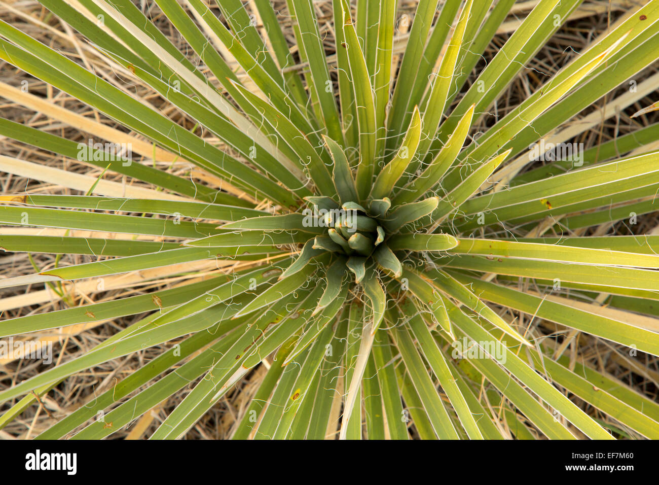 Soaptree yucca da Pawnee Buttes Trail, Pawnee prateria nazionale, Pawnee Pioneer sentieri e Scenic Byway storico, Colorado Foto Stock