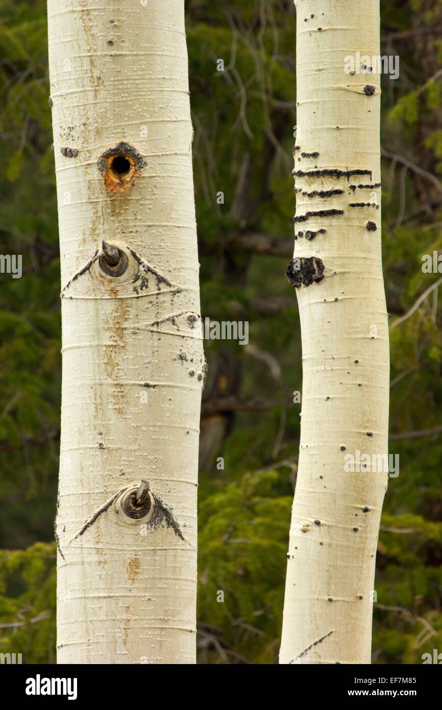 Aspen, Rocky Mountain National Park, COLORADO Foto Stock