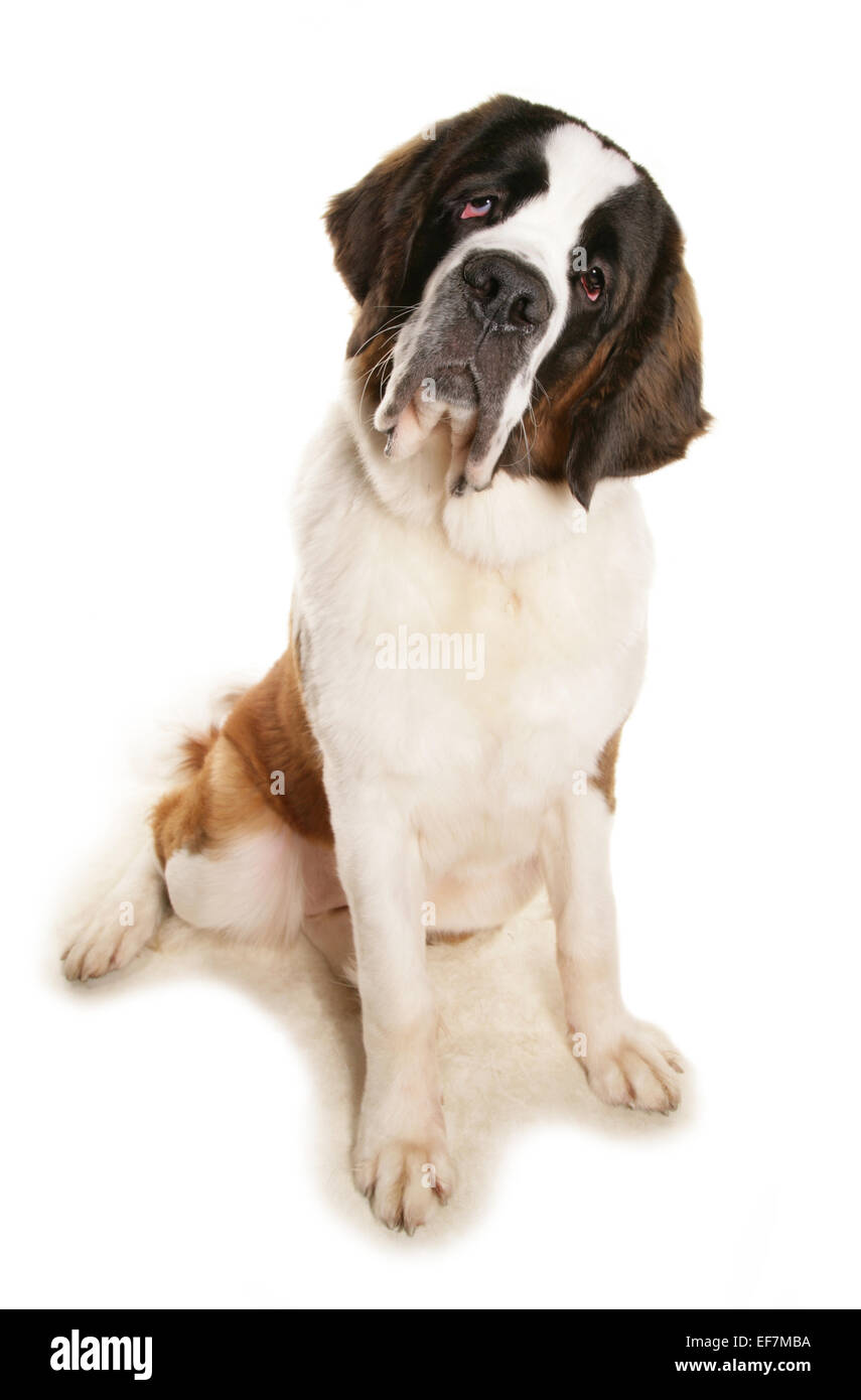 San Bernardo singolo adulto seduto in un studio Foto Stock