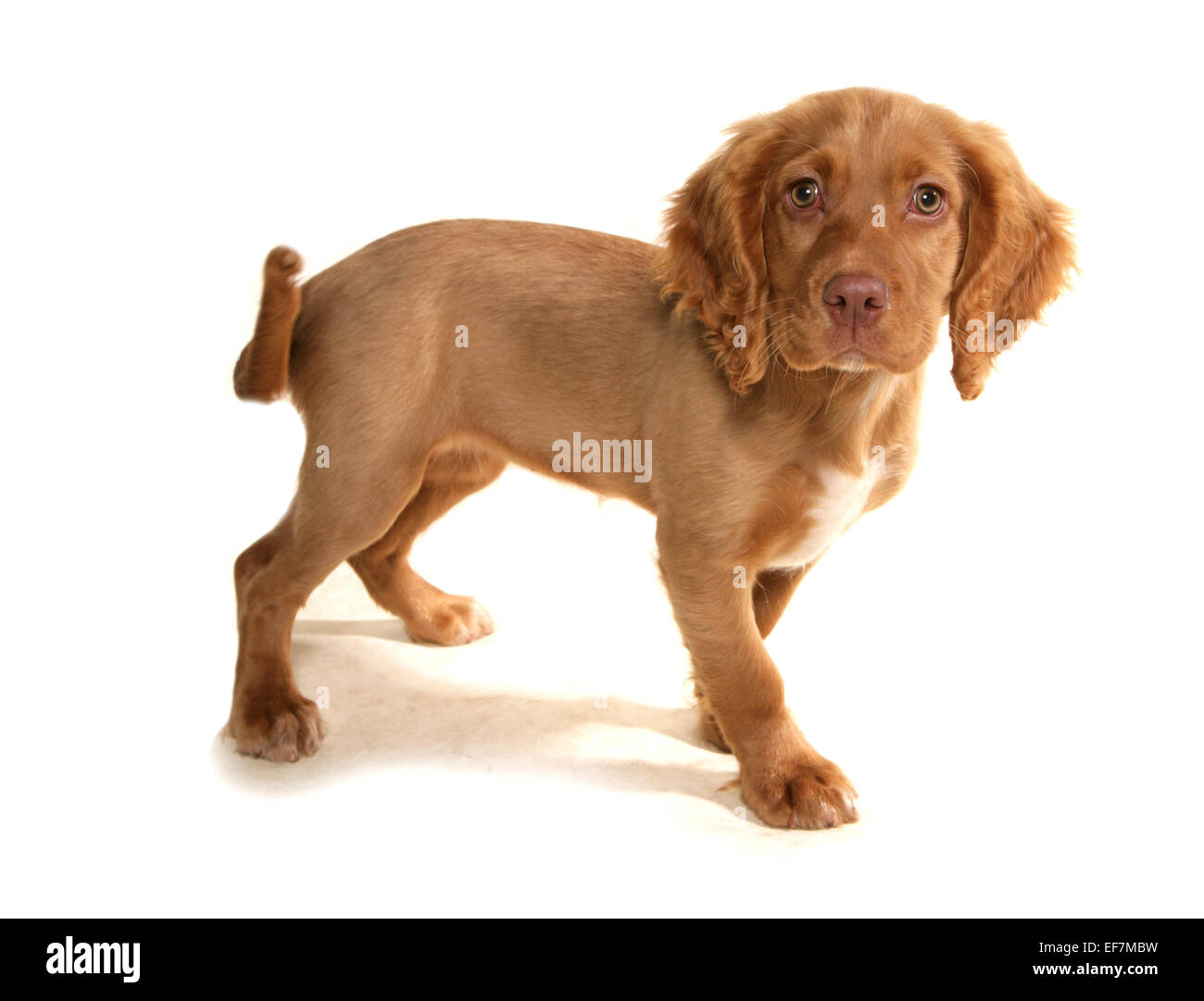 Cocker Spaniel cucciolo singolo in piedi in un studio Foto Stock
