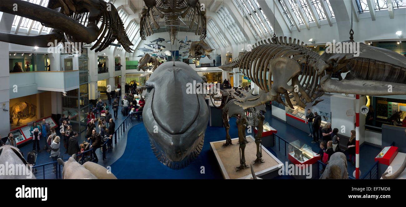 Museo di Storia Naturale di Londra, Inghilterra, Regno Unito. Gennaio 2015 balena blu,mammiferi, Foto Stock