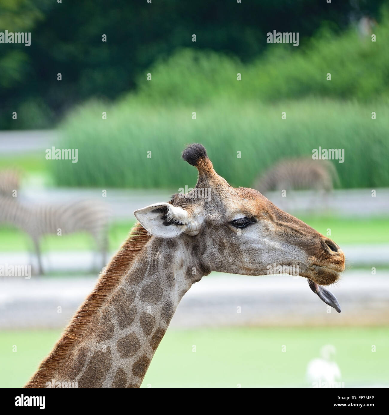 Divertente faccia di testa di Giraffa Foto Stock