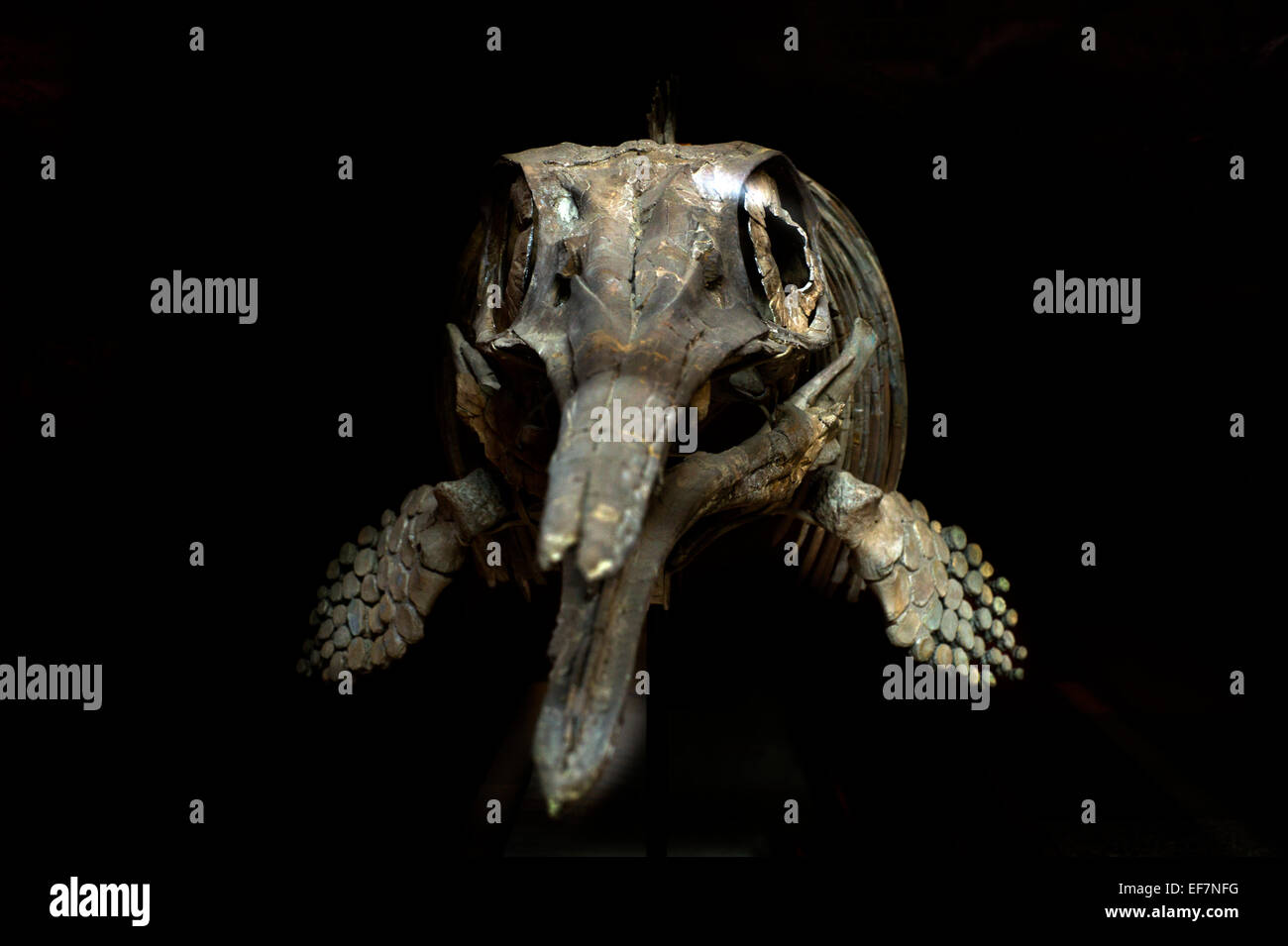 Museo di Storia Naturale di Londra, Inghilterra, Regno Unito. Gennaio 2015 estinto rettile marino,Ophthalmosaurus Icenius, Foto Stock