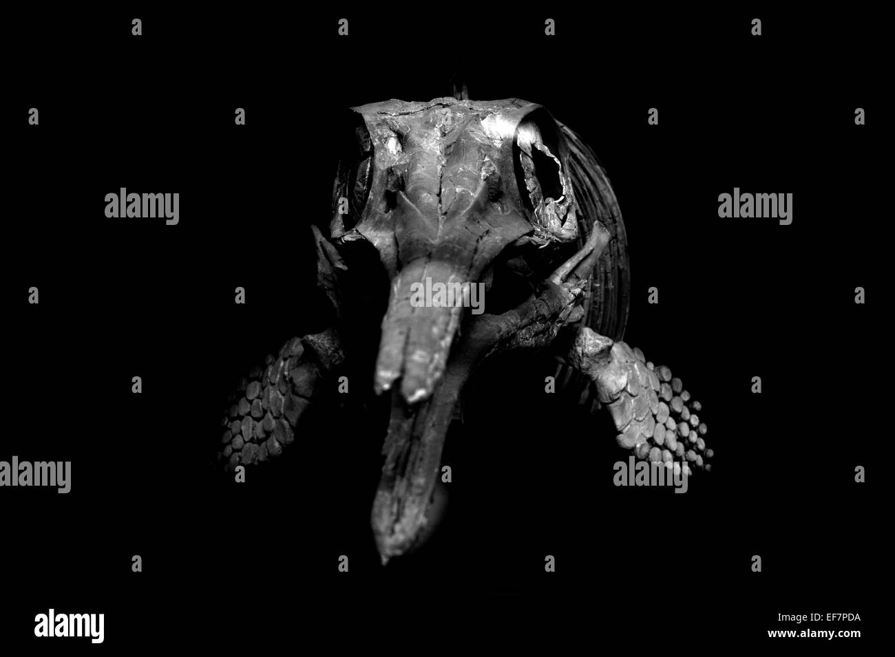 Museo di Storia Naturale di Londra, Inghilterra, Regno Unito. Gennaio 2015 estinto rettile marino,Ophthalmosaurus Icenius, Foto Stock