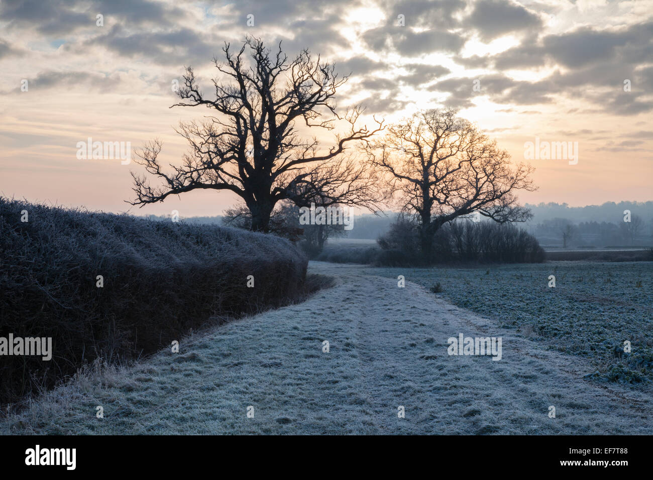 Due alberi maturi, la loro forma scheletrica, stagliano contro un nuvoloso mattino cielo tinto arancio pastello, in un paesaggio smerigliato, Northamptonshire, Inghilterra Foto Stock