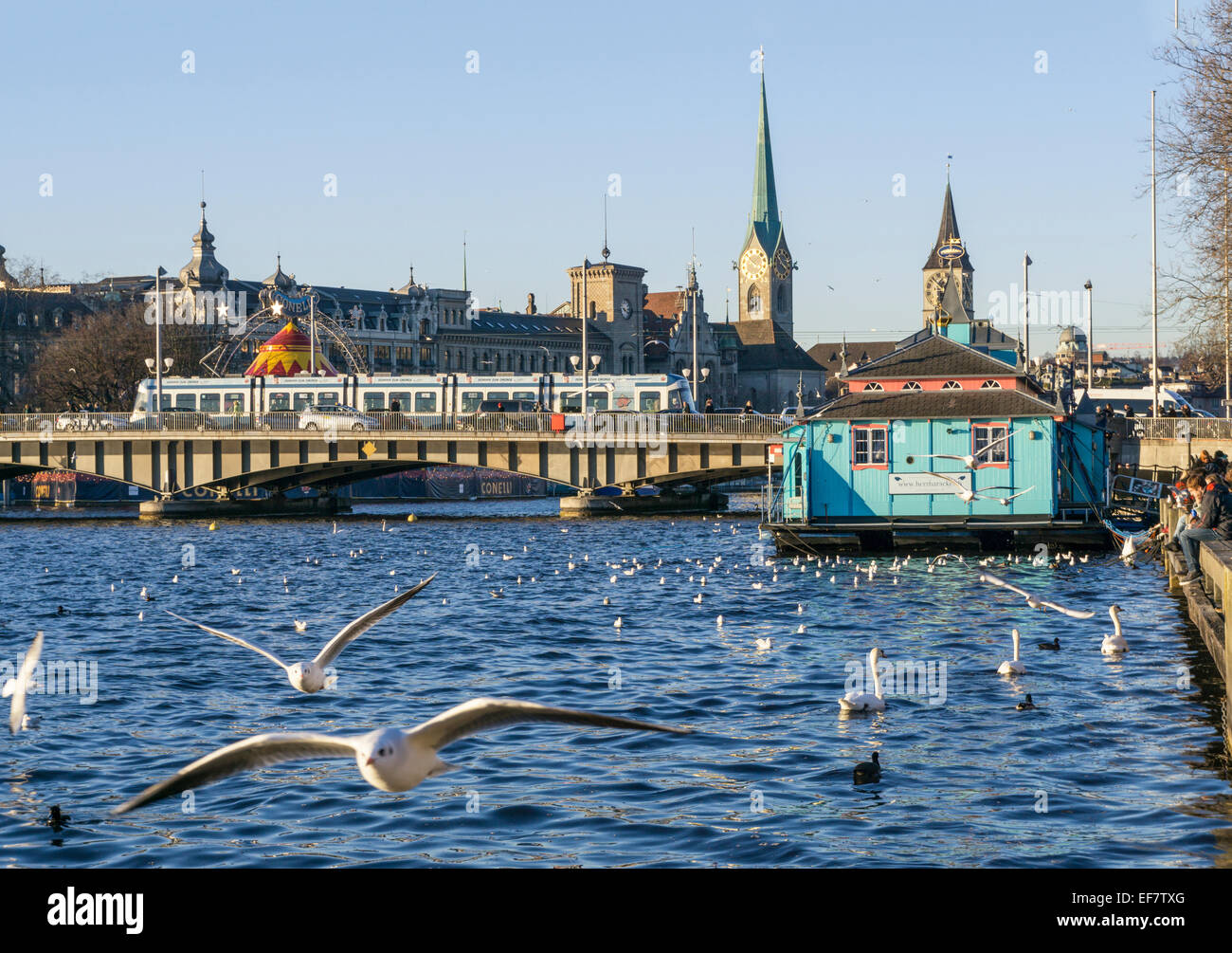 Lago di Zurigo, uccelli marini, barca Theatre , Zurigo, Svizzera Foto Stock