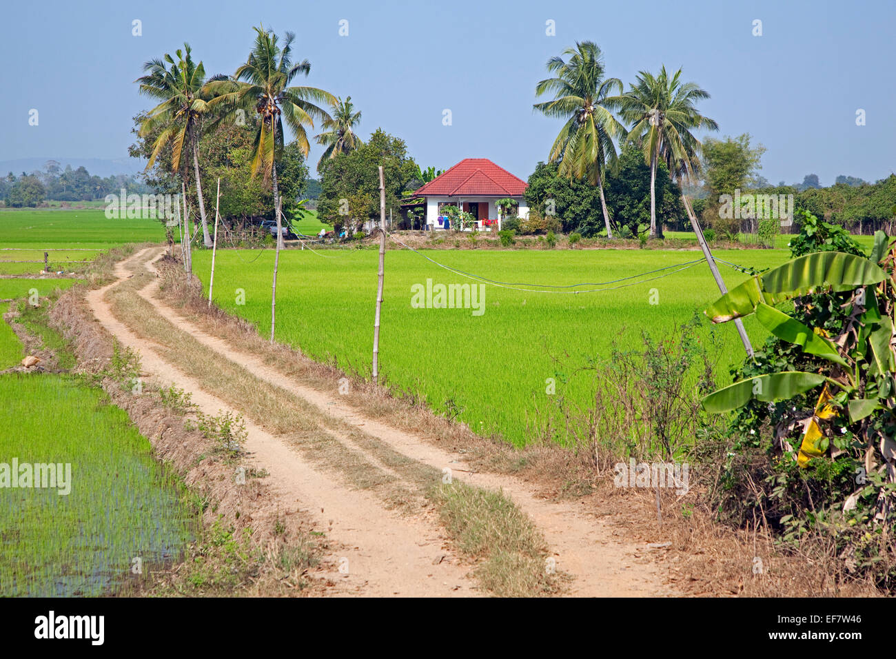 Verdi campi di riso e palme con una moderna casa tailandese sul paesaggio, Uthai Thani Provincia Nord della Thailandia Foto Stock