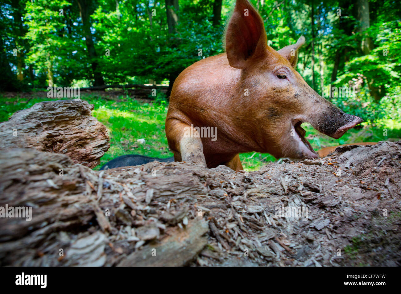 Free range tamworth suino il radicamento nella foresta tronco di albero Foto Stock