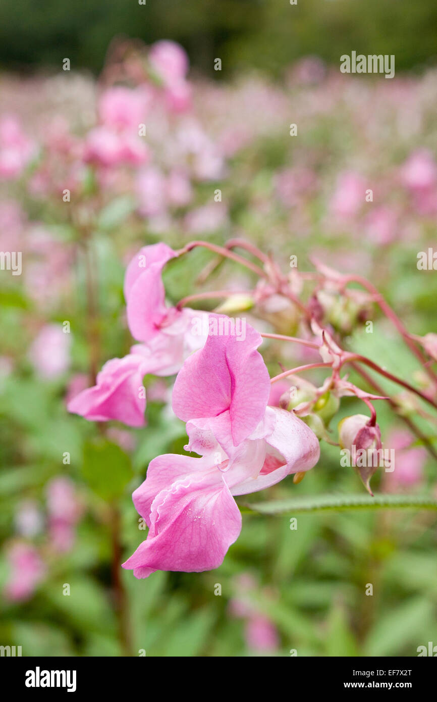 Balsamo himalayana fiori - Impatiens glandulifera Foto Stock