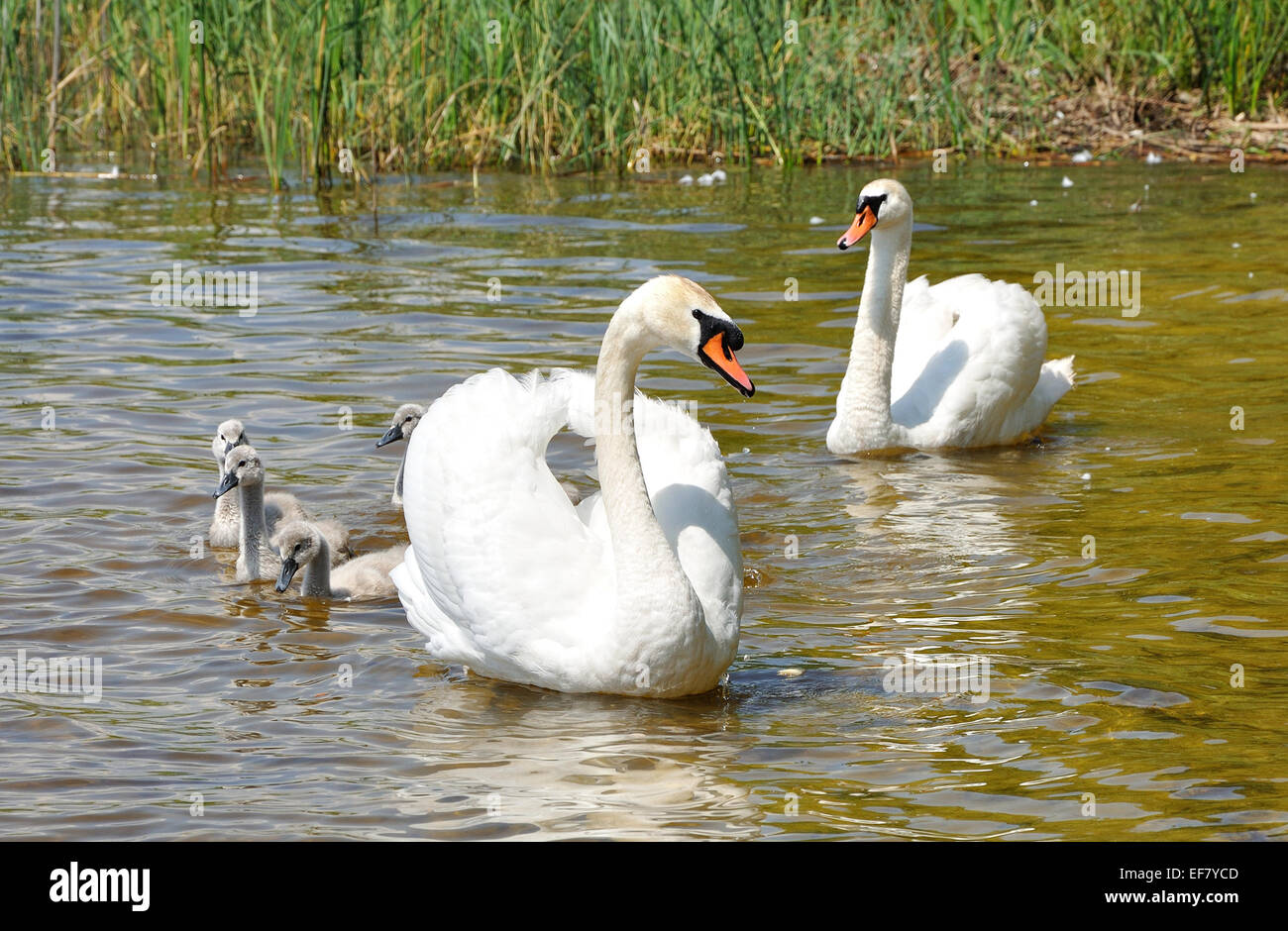 Famiglia di cigni bianchi su una superficie del lago Foto Stock