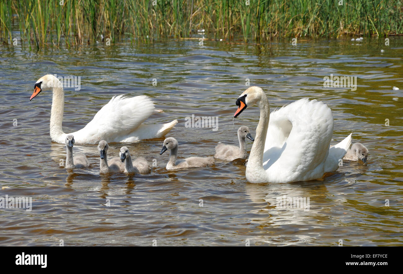 Famiglia di cigni bianchi su una superficie del lago Foto Stock