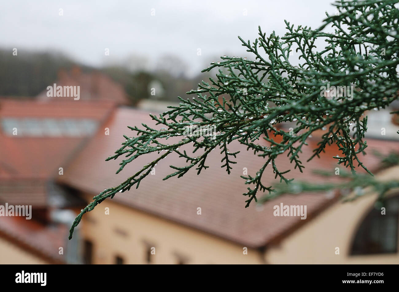 Rametto di cedro bianco con gocce di pioggia e tetti della città come sfondo Foto Stock