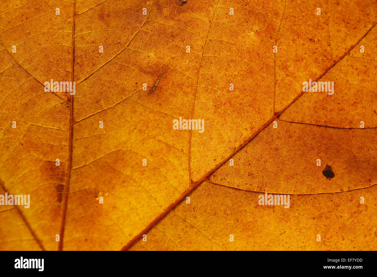 Giallo maple leaf closeup Foto Stock