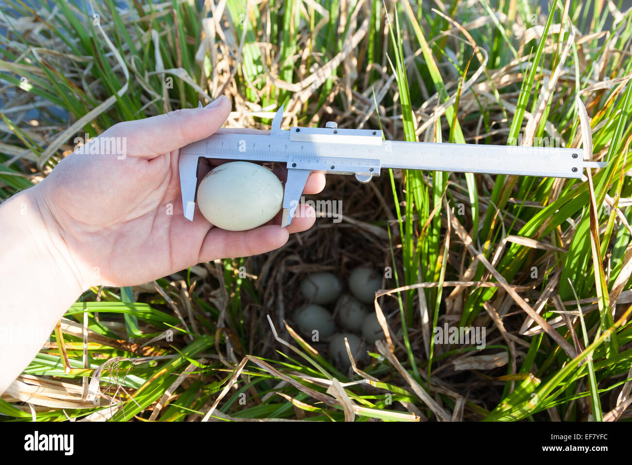 Anas platyrhynchos. Il nido del Germano Reale in natura. Foto Stock