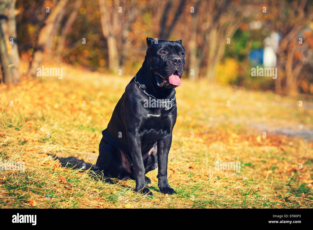 Cane corso italiano cane passeggiate nel parco in autunno Foto Stock