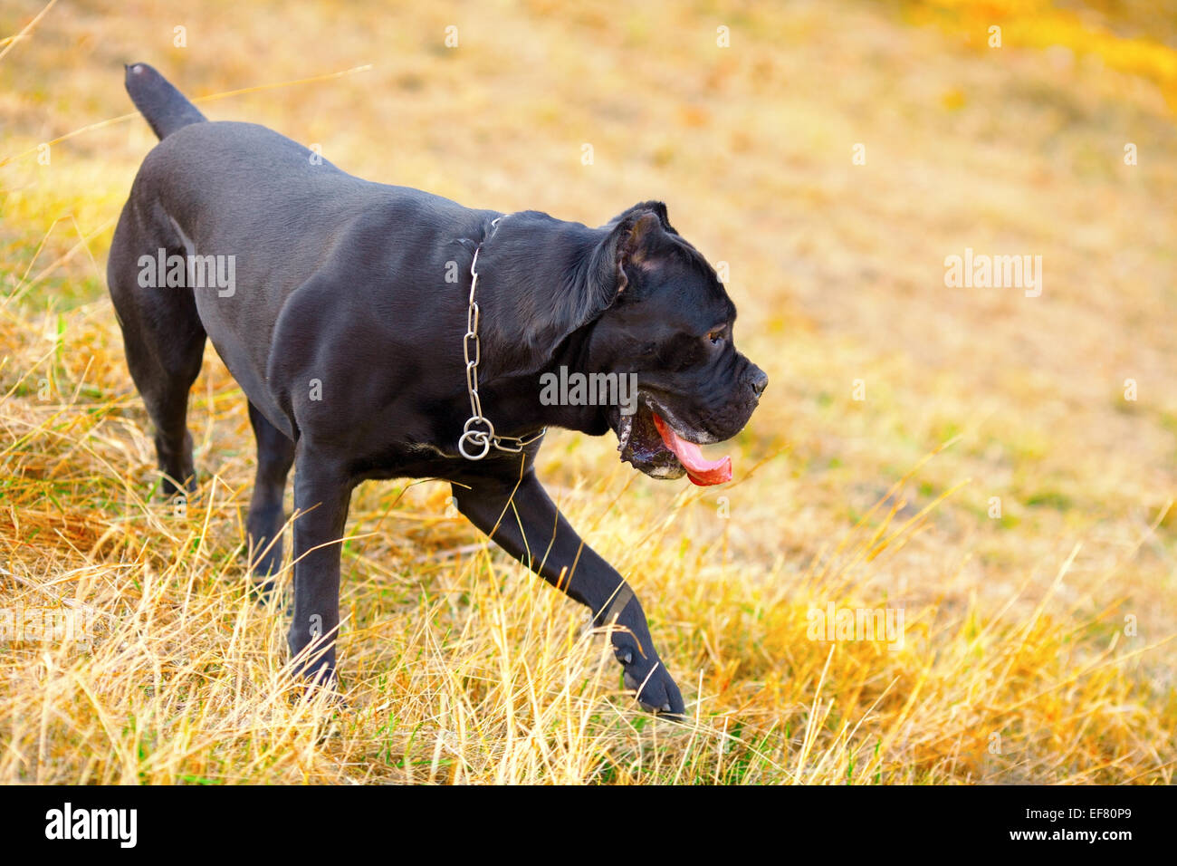 Cane corso italiano cane passeggiate nel parco in autunno Foto Stock