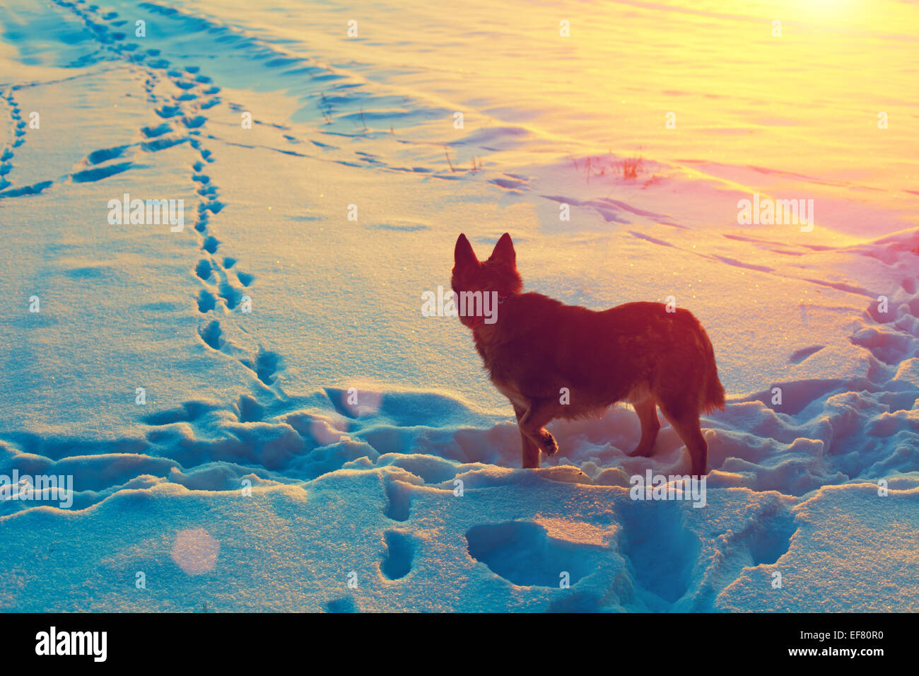 Cane su una coperta di neve campo Foto Stock