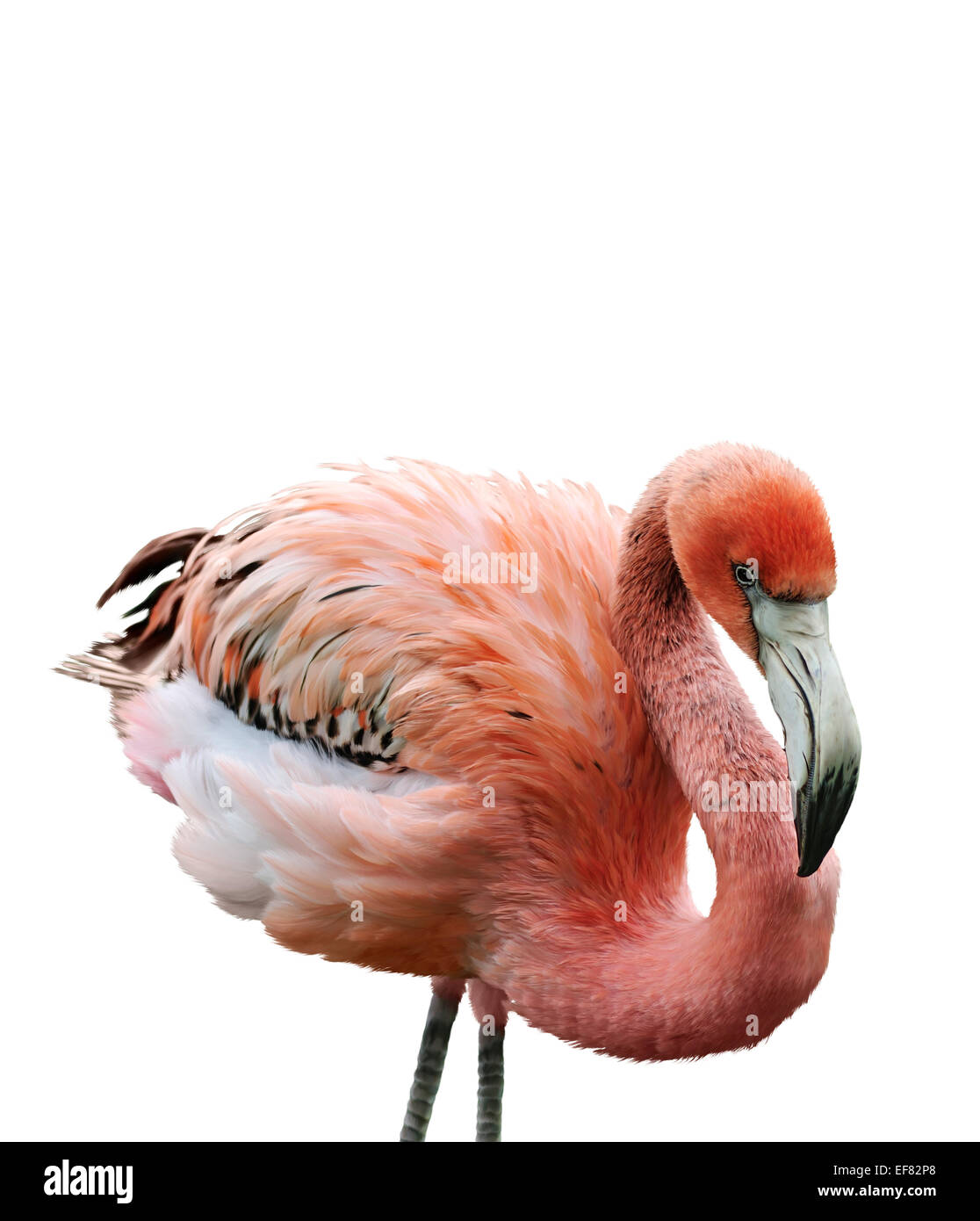 La pittura digitale del fenicottero rosa Foto Stock