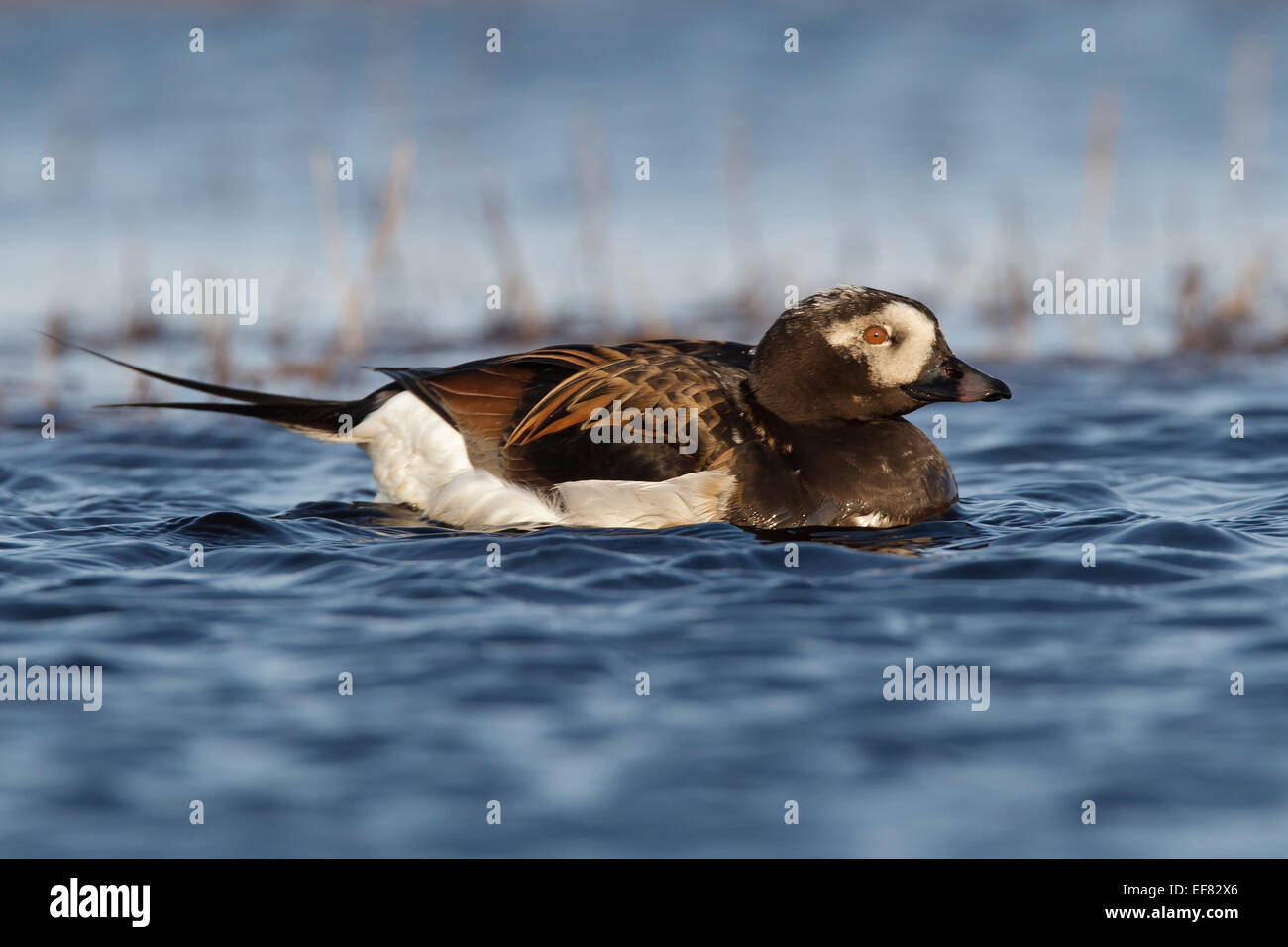 Long-tailed Duck - Clangula hyemalis - maschi riproduttori Foto Stock