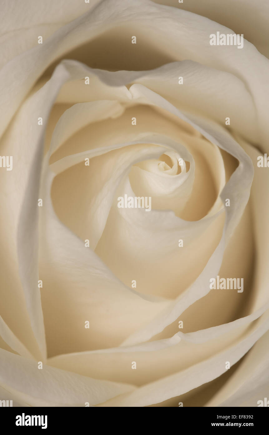 Un delicato close up del cuore di una rosa. Mi piace il modo in cui i petali formano un pattern di vorticazione disegno l'occhio nell'immagine. Foto Stock