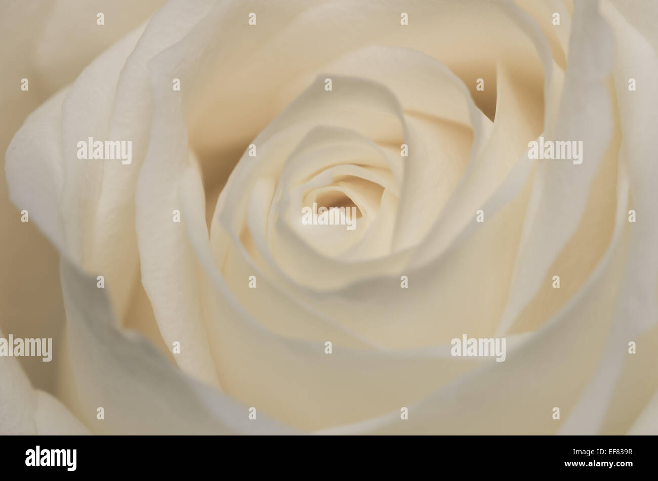 Un delicato close up del cuore di una rosa. Mi piace il modo in cui i petali formano un pattern di vorticazione disegno l'occhio nell'immagine. Foto Stock