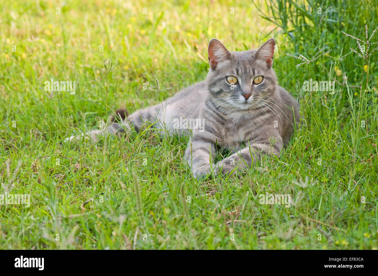 Belle blue tabby kitty cat in erba verde Foto Stock