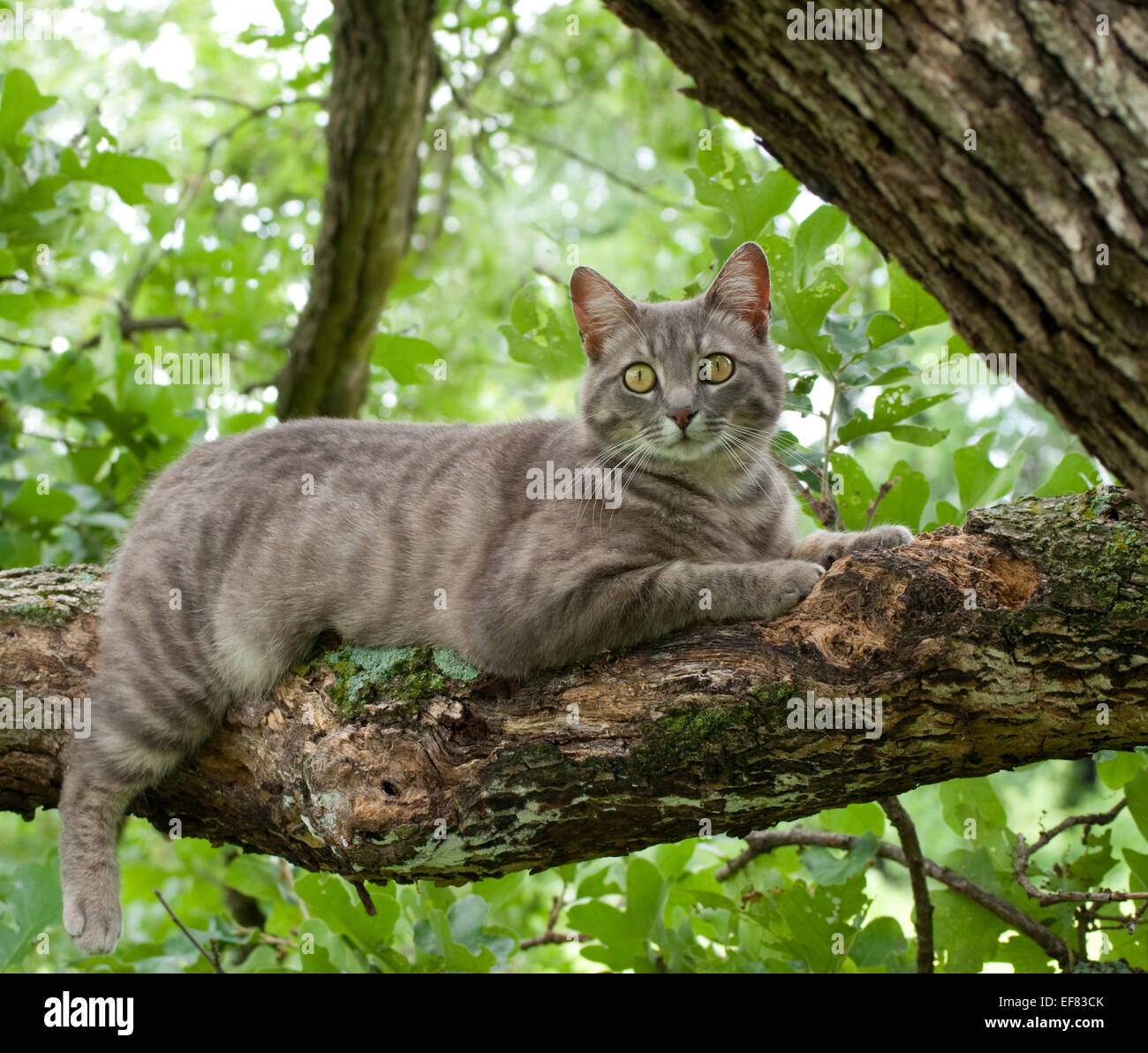 Blue Spotted Tabby cat sul ramo di albero Foto Stock