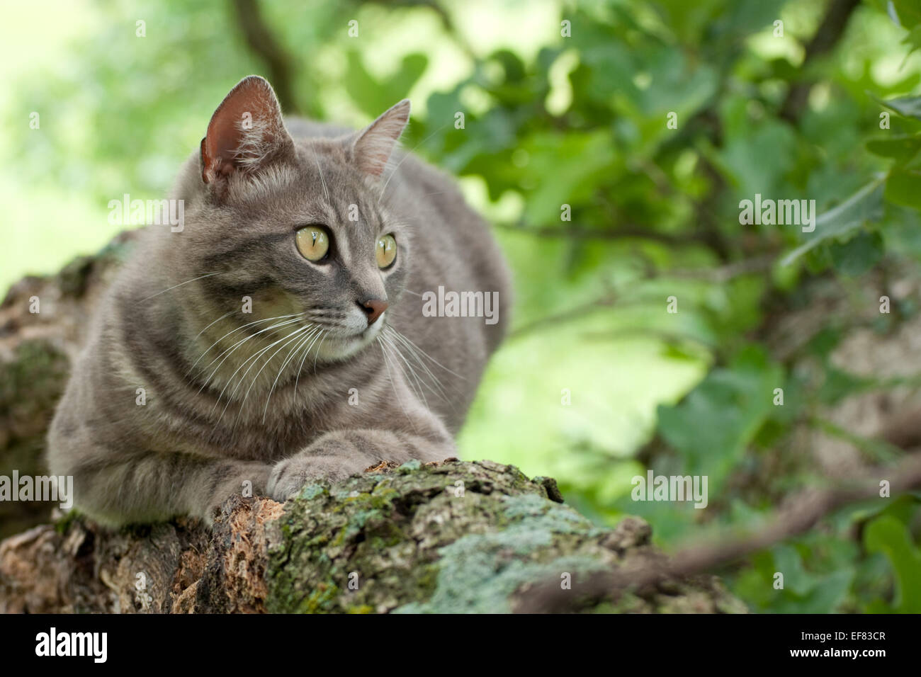 Blue Spotted Tabby cat in una struttura ad albero Foto Stock