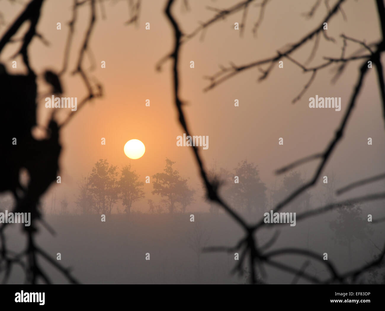 Sunrise su un approccio fortemente foggy inverno mattina attraverso gli alberi Foto Stock