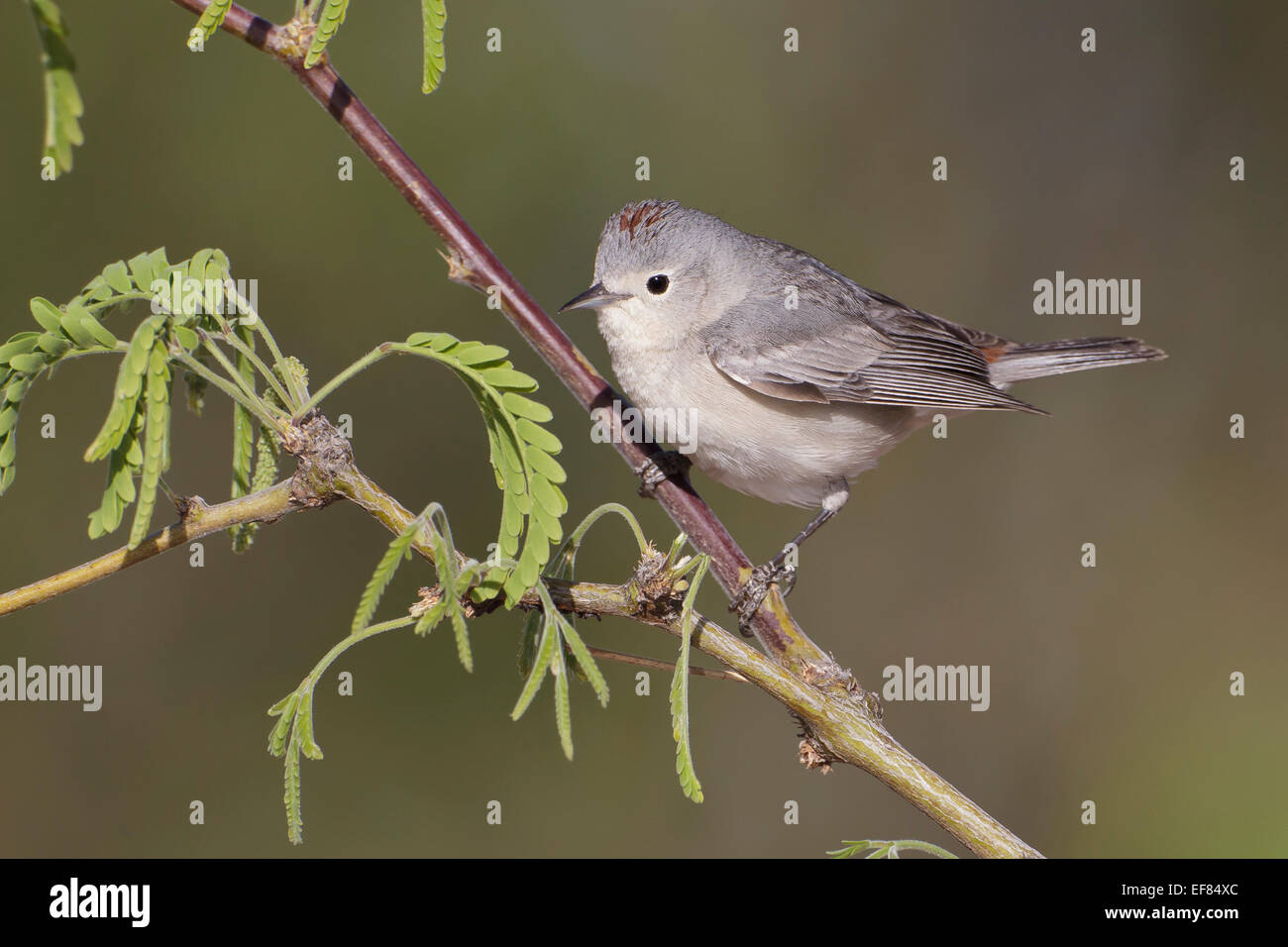 Lucy, trillo - Vermivora luciae - maschio Foto Stock